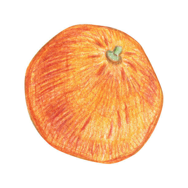 橙子，成熟，完整。彩色铅笔手绘插画，卡通风格。适用于贴纸、剪贴簿、印刷品或菜单设计。水果，多汁，天然。图片下载