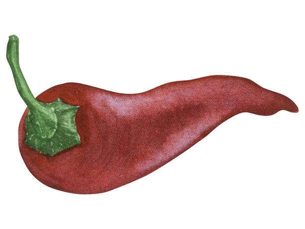孤立在白色背景上的完整和切开的红辣椒。植物水彩手绘插画，包含辛辣蔬菜和绿叶。用于包装设计、餐厅菜单、厨房。图片下载
