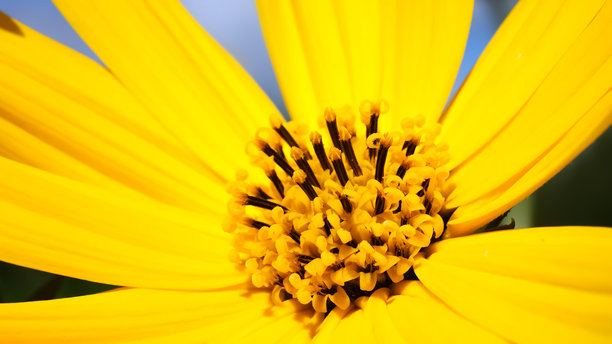 风中摇曳的菊芋黄花。盛开的菊芋极特写。食用菊芋的种植。包含雌蕊和雄蕊的内芯。晴朗的白天。高质量照片图片下载