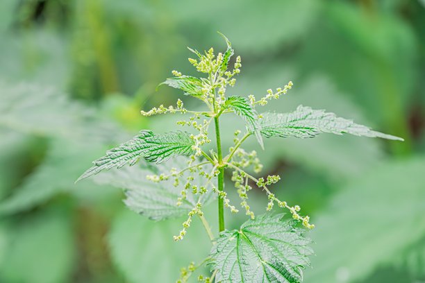 薄荷植物的特写照片，叶片光泽，开着小花。背景是模糊的绿色植物，着重于纹理和光影效果，暗示光线来自右上方。无文字或标志。图片下载