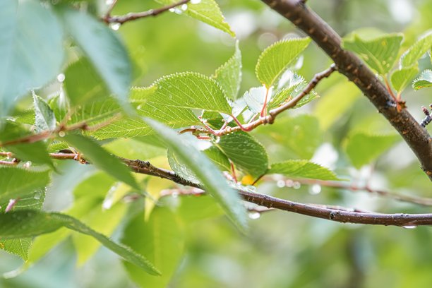 近距离拍摄雨中树枝和叶子的照片，展示了夏末初秋时绿叶和泛黄的叶子，叶子上的水滴增添了反光质感，并有微妙的高光。图片下载