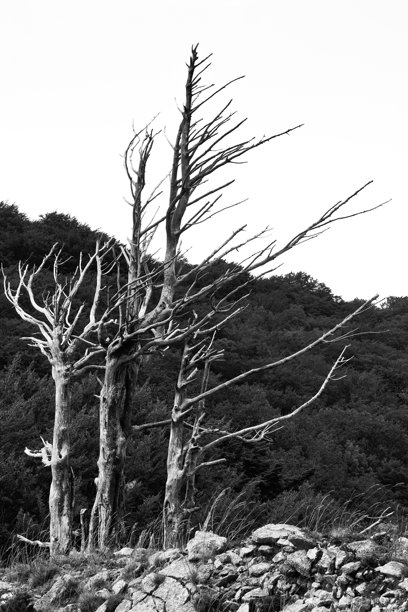 三棵树的黑白照片，它们枯瘦的残骸矗立在岩石露头上，位于茂密森林的边缘。图片下载