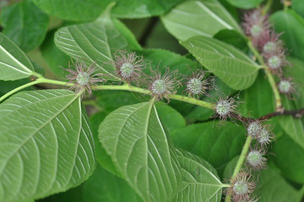 纸浆树（Broussonetia kazinoki，也称‘Dak-namu’），一种落叶灌木，其纤维状树皮可用于造纸，果实可食用并具有药用价值，叶子则可用于化妆品。此照片摄于韩国。图片下载