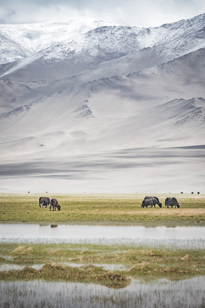 塔吉克斯坦帕米尔山地天山牧场，背景是雪山冰川、湖泊和用于放牧的干草。图片下载