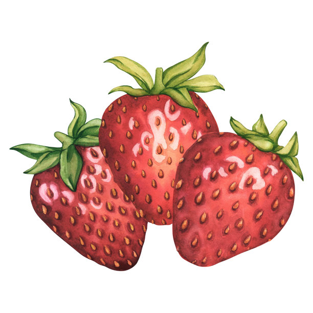 手绘水彩草莓素材，包含三颗完整的草莓。适用于茶饮、果酱或天然化妆品标签。多汁的红色草莓水彩画，新鲜的夏日水果。图片下载