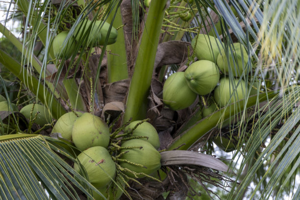 热带棕榈树叶在蓝天背景下，自然的异国情调照片框，夏日晴空下椰子树枝上的叶子。图片下载