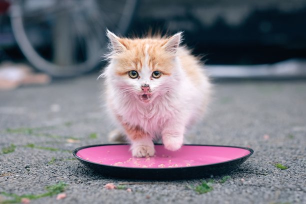 一只流浪小猫正在碗里吃猫粮。横向图片，具有选择性焦点。图片下载