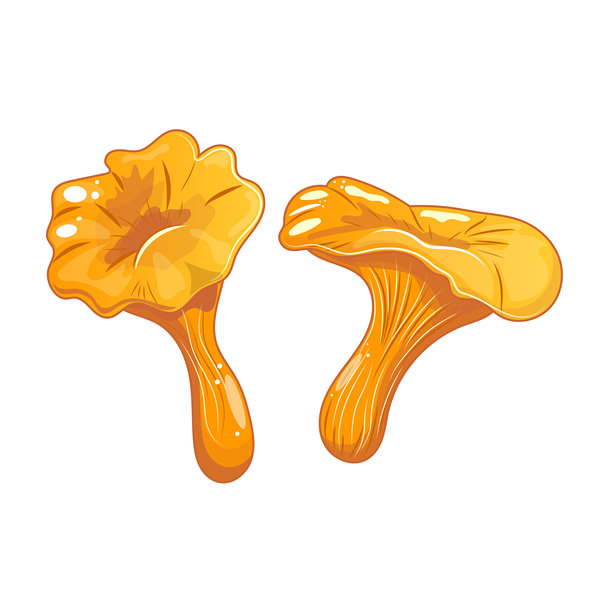 丛生牛肝菌，野生蘑菇的细节矢量图，森林可食用真菌，新鲜、天然有机食物插画图片下载