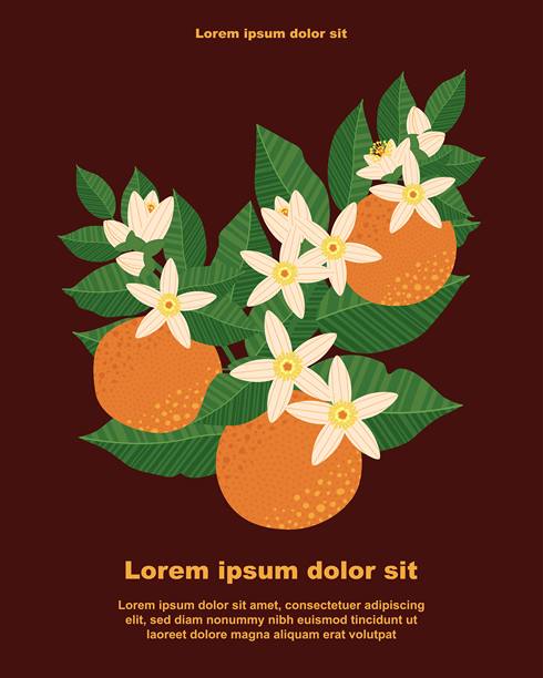 插画，植物背景，有橙色水果、叶子和花朵，并留有文字空间图片下载