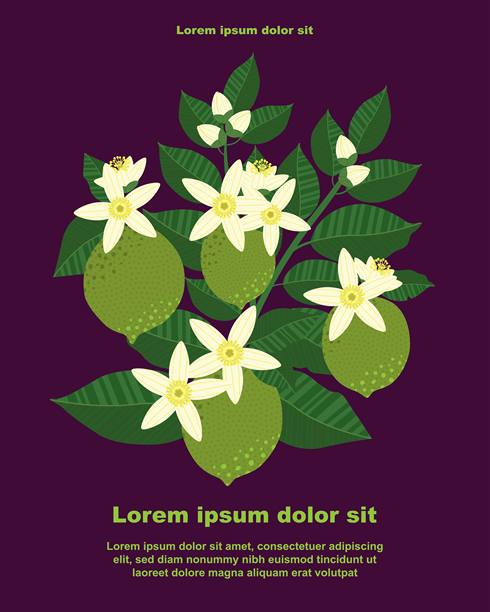 插画，以石灰果实、叶子和花朵为特色的植物学背景，留有文字空间图片下载