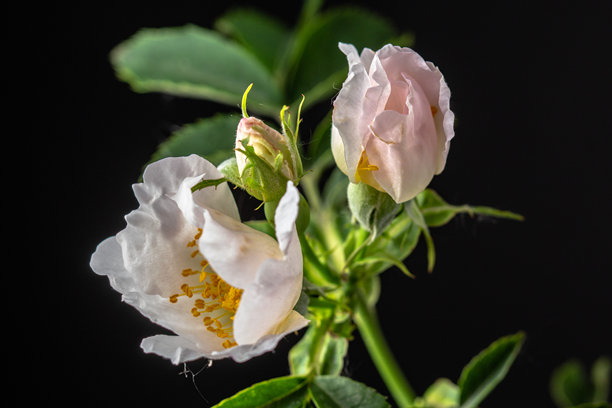 黑色背景下盛开的玫瑰果花朵照片。图片下载