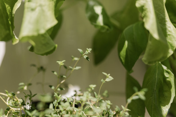 2025年秋季，在南佛罗里达州家中，塔式花园里水培种植的新鲜百里香的宏观特写照片，通过种植食物来对抗通货膨胀。图片下载