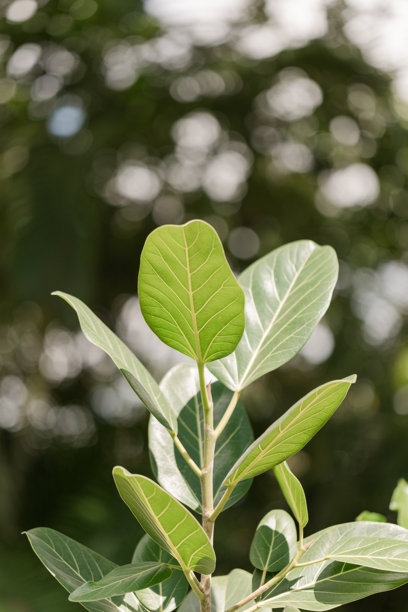 户外南佛罗里达生长茂盛的橡胶榕 '奥黛丽' 的特写照片图片下载