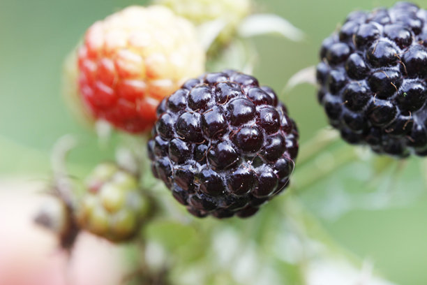 成熟的波森莓。背景虚化，带有散景效果。色彩鲜艳的浆果特写照片。近距离。波森莓。罗甘莓。覆盆子。黑莓。罗甘莓。精美的屏幕保护程序图片下载