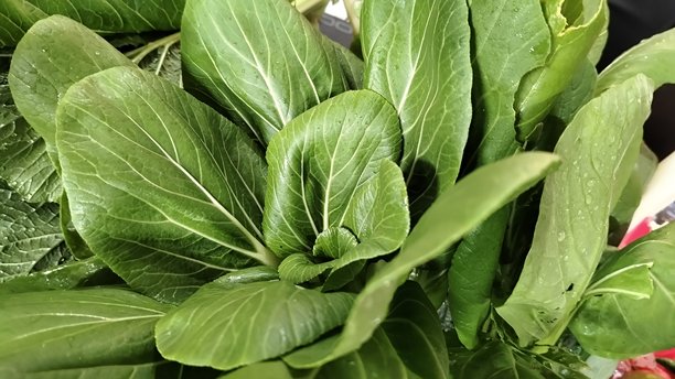 黄色芥菜特写照片，绿色叶子种在育苗袋里图片下载