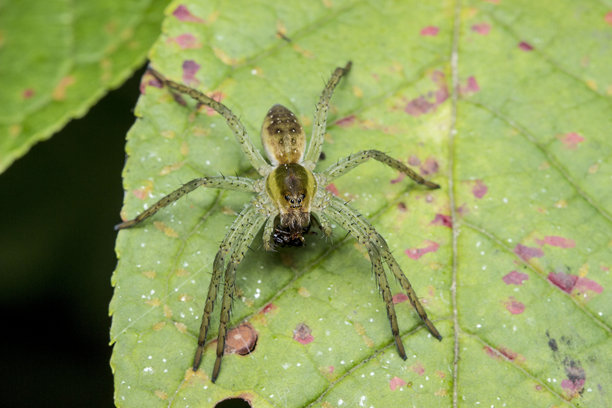 蜘蛛捕食猎物于黑暗中。野生动物。色彩丰富、细节丰富的昆虫微距照片。图片下载