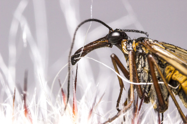 长翅目昆虫肖像。色彩鲜艳、细节丰富的昆虫微距照片。屏保。野生动物。特写。文字空间。长翅目。苍蝇。蝎蝇。本科属。成虫。图片下载