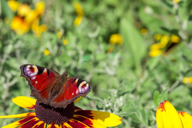 孔雀眼蝴蝶停在金盏花上。野生动物。色彩鲜艳的昆虫细节特写照片。近距离。留有文字空间。屏幕保护程序。散景。蝴蝶。孔雀眼蛱蝶。蛱蝶科。图片下载