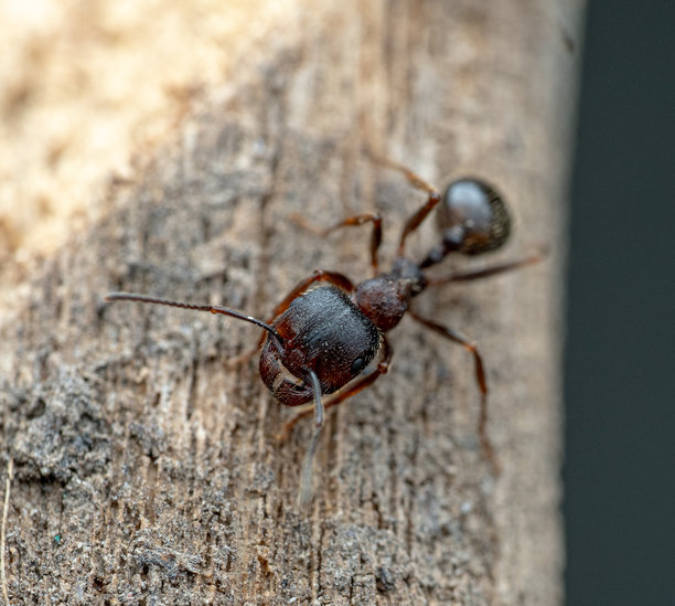 蚂蚁在树皮上的微距照片。头部、触角、胸部和几丁质外骨骼的详细视图。拍摄于自然栖息地，突出了昆虫解剖结构和表面纹理。图片下载