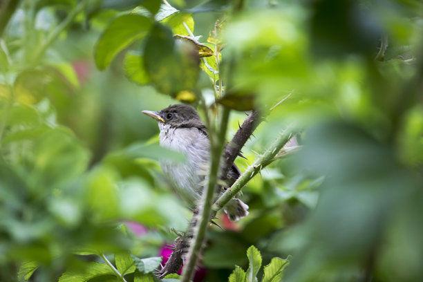 树叶间的灰色莺雏鸟。色彩缤纷的野生动物照片。图片下载