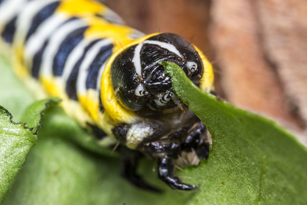 一只毛毛虫正在吃绿叶，背景是模糊的绿色。色彩丰富、细节生动的昆虫野外生态微距照片。特写。毛毛虫。蝴蝶。菊虎。夜蛾科。夜晚。图片下载