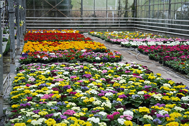 温室里盛开的五彩缤纷报春花盆栽的明亮照片图片下载