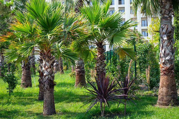 棕榈树叶呈扇形，紫色龙血树在城市花园中。绿色草坪和观赏植物用于热带景观设计。照片图片下载