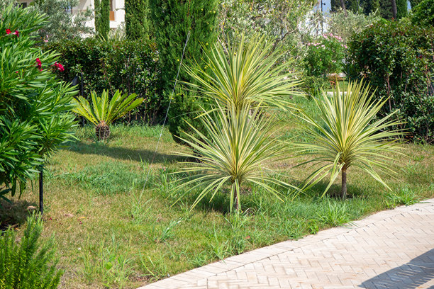 花园里有斑叶丝兰植物。郁郁葱葱的绿色空间，有灌木和铺砌的小径，用于景观设计。照片图片下载