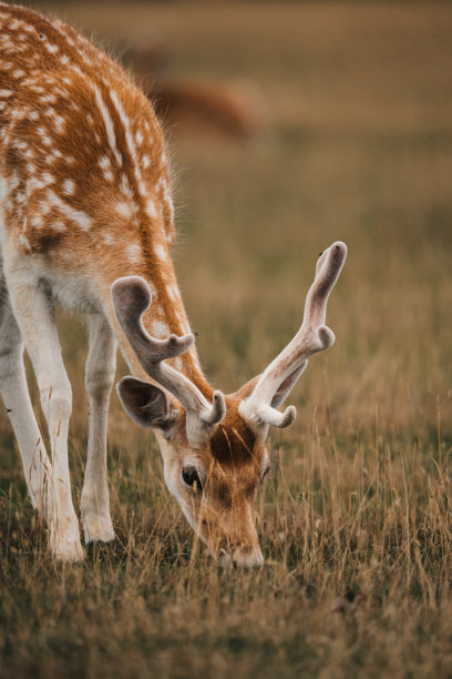 梅花鹿幼崽，可爱的野生动物照片，有斑点的鹿图片下载