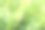 紫苏花特写照片图片下载