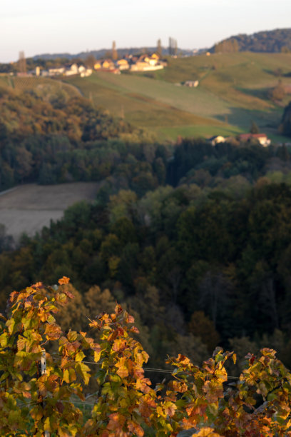 秋天，山地景观背景下的黄橙色葡萄叶图片下载