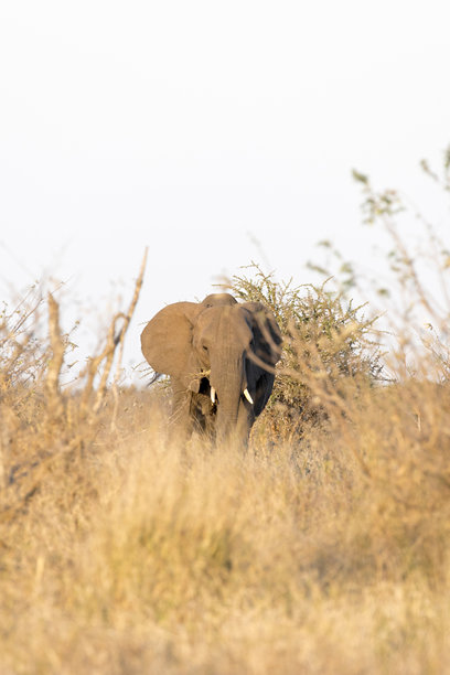 非洲象的特写照片图片下载