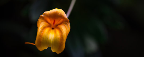 盛开的亮黄色和红色马斯德瓦拉（Masdevallia）兰花照片图片下载