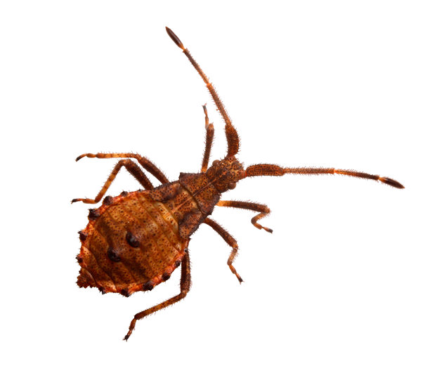 一只毛茸茸的虫子被单独放在白色背景上。一张色彩鲜艳的昆虫特写照片，单独放置在白色背景上。图片下载