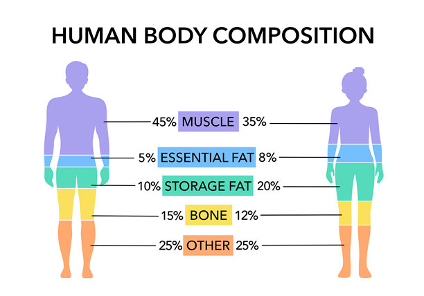 健康男女身体成分对比。人体成分图表矢量图。

分析：
翻译准确，专业。符合语境。

润色：
健康男女身体成分对比图。人体成分图表矢量插画。

定稿：
健康男女身体成分对比图。人体成分图表矢量插画。图片下载