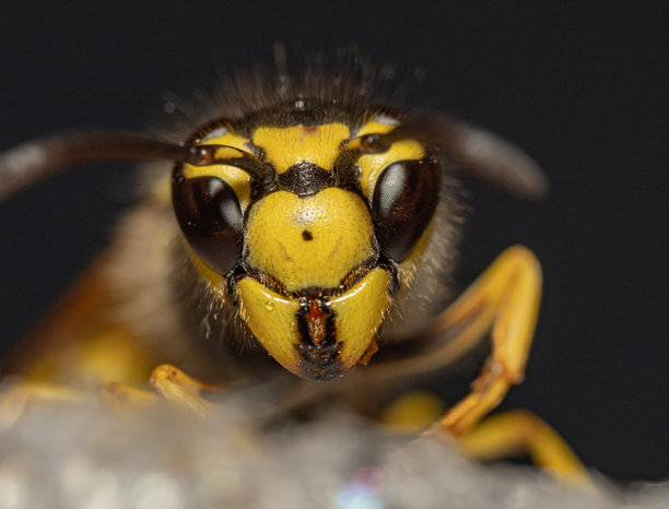 黄蜂特写微距照片。复眼、触角、口器以及独特的黑黄相间体色图案清晰可见，突显了昆虫的捕食者外观。图片下载