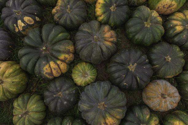 从上方拍摄的绿色南瓜（Cucurbita maxima），表面有纹理，呈黄橙色，是乡村农田里的秋季丰收景象，户外自然光下拍摄的季节性农产品照片。图片下载