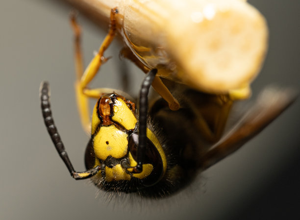 黄蜂的微距特写照片。复眼、触角、口器以及独特的黑黄相间体色清晰可见，突显了昆虫的掠食者外观。图片下载