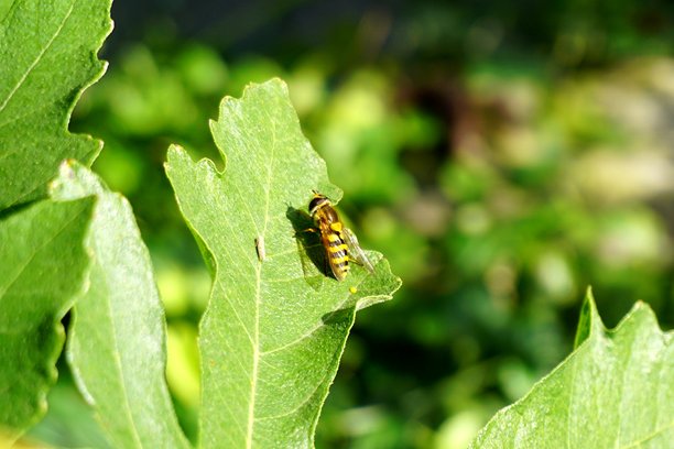阳光下的绿色叶片上的食蚜蝇——特写微距昆虫照片图片下载