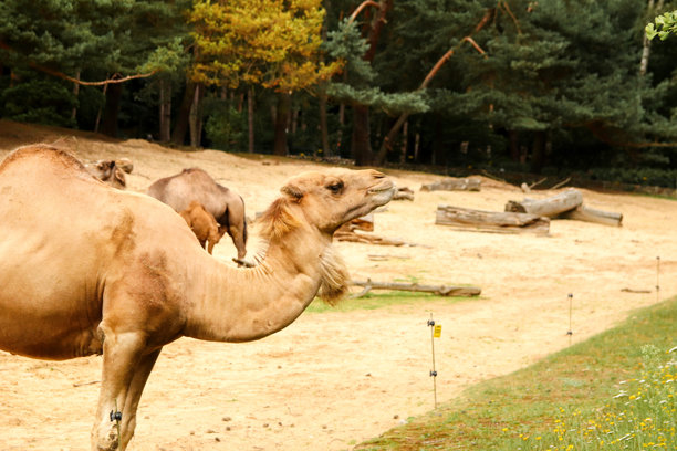 骆驼的肖像摄影，在动物园或公园里拍摄。该图片聚焦于动物的独特特征，非常适合旅行或自然主题。图片下载