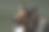 绿色背景下，一只喘着粗气的柯利牧羊犬的特写照片图片下载