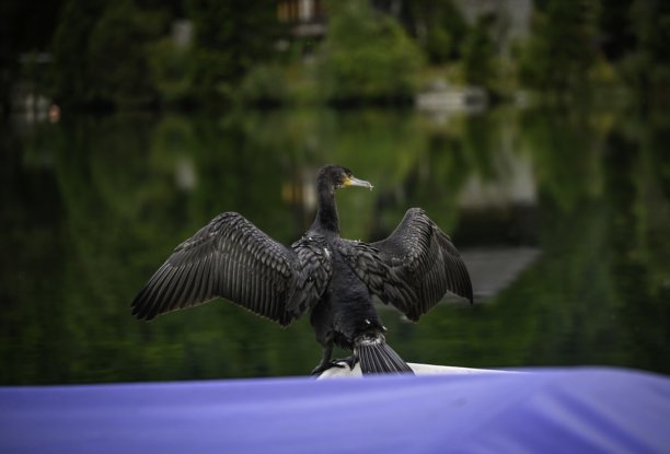 一张高分辨率彩色图片，展示了一只黑色的普通鸬鹚在瑞士夏姆佩拉科湖（TMB步道的一部分）上，它正在平静美丽的湖面上整理和晾晒翅膀，摆出造型。图片下载