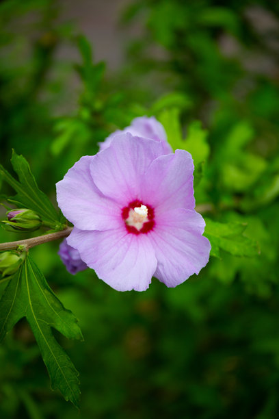 绿色背景上明亮的粉色朱槿花（Hibiscus rosa sinensis）。洛神花原产于热带地区。夏威夷野生粉色朱槿植物。竖拍照片。图片下载