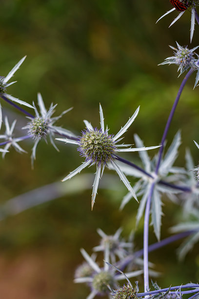 海霍莉（Eryngium planum）特写，带有带刺的蓝灰色叶子。野生蓟、自然、药草的植物学照片。图片下载