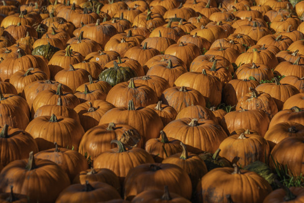 橙色南瓜（Cucurbita pepo）在田野绿草上的特写，秋季成熟的果实，自然日光，浅景深和散景，季节性农业图库照片图片下载