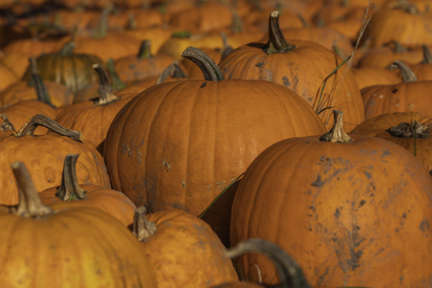 特写镜头，展示田野里绿草地上许多橙色南瓜（Cucurbita pepo），秋季已到，果实可供采摘，可见茎和表皮纹理，自然日光，浅景深，样张照片图片下载