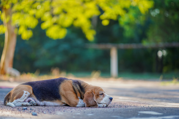 阳光明媚的公园里，一只比格犬在地上休息，宁静的动物肖像，适合素材。图片下载