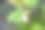 春天里白色和紫色的花蕾的超级微距照片。模糊的绿色背景。图片下载