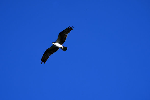 佛罗里达礁岛群伊斯兰诺拉，包括码头、日落、游艇、海滩和灯塔的航拍照片。茶桌礁和伊斯兰诺拉。图片下载