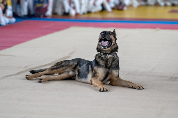 训练后趴着的德国牧羊犬（Anjing Helder），一只警卫犬。这张照片捕捉了这只忠诚的动物在其工作站放松的场景，传达出安全感和宁静感。图片下载